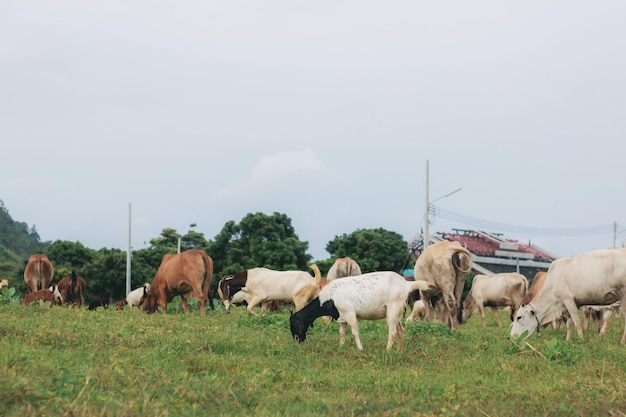 Cow and goat in farm