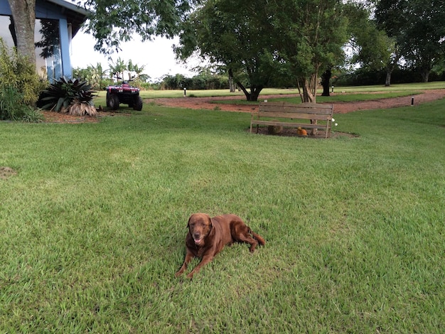 Cow on grass in front of building