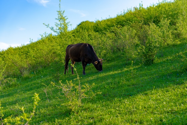 A cow grazes and eats green grass