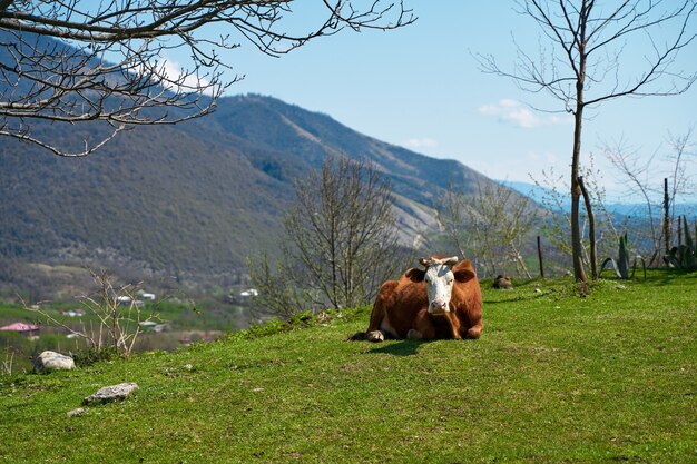 A cow grazes in a meadow in the mountains. Excellent ecology for breeding cows