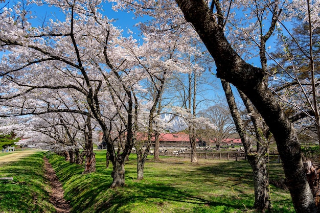 Cow grazing in green field with cherry blossom flowers