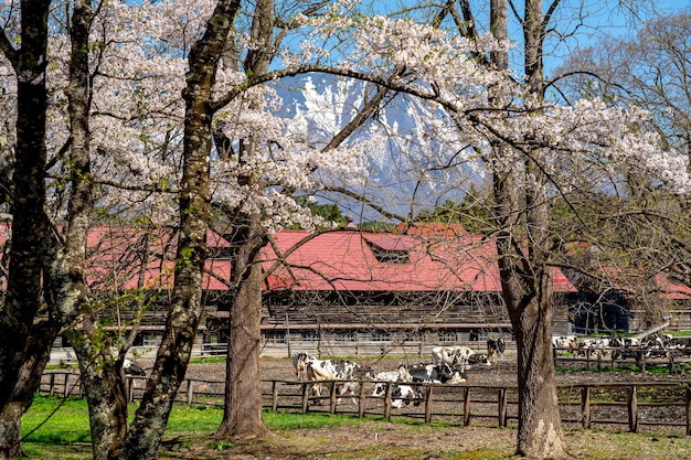 Cow grazing in green field with cherry blossom flowers