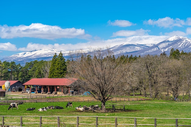 Cow grazing in green field with cherry blossom flowers