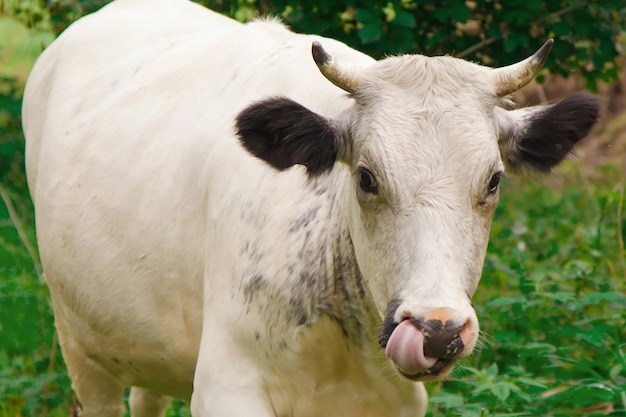 Photo cow grazing on a green meadow. large horned livestock eats the grass. animals close up.