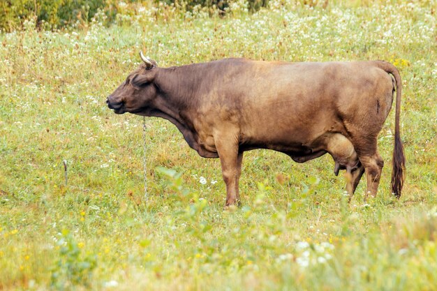 Cow grazing on a lovely green pasture A brown cow grazes in a meadow near a mountain