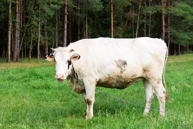 Cow grazing in the meadow near the forest Selective focus