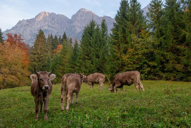 Cow grazing in the mountain