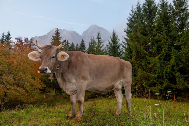 Cow grazing in the mountain