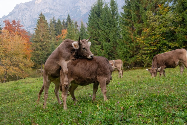 Cow grazing in the mountain