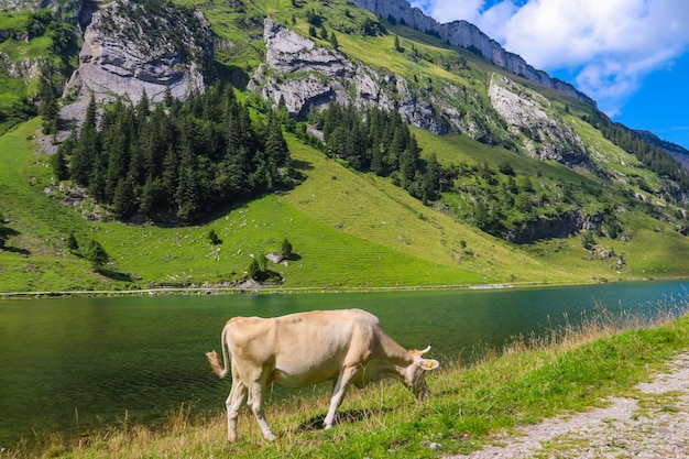 Cow grazing near Lake Seealpsee in the Swiss Alps Switzerland