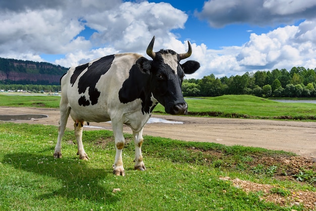 Cow on green grass and blue sky with clouds