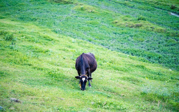 The Cow is grazing greenery grassland during monsoon season at Kathmandu Nepal