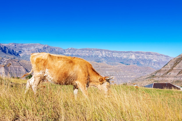 The cow is grazing in the meadow