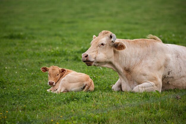 Photo cow and its calf lying down in a grassy field with the calf nestled closely against the cow