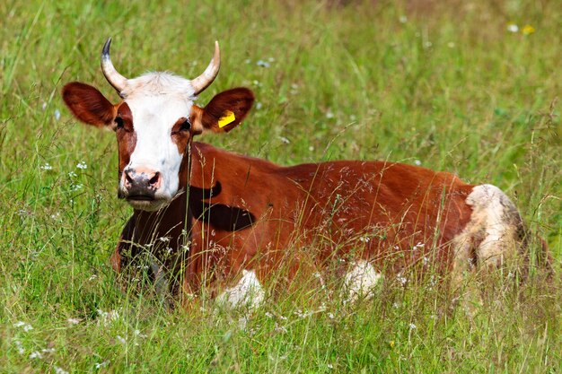 Photo cow laying on the green grass