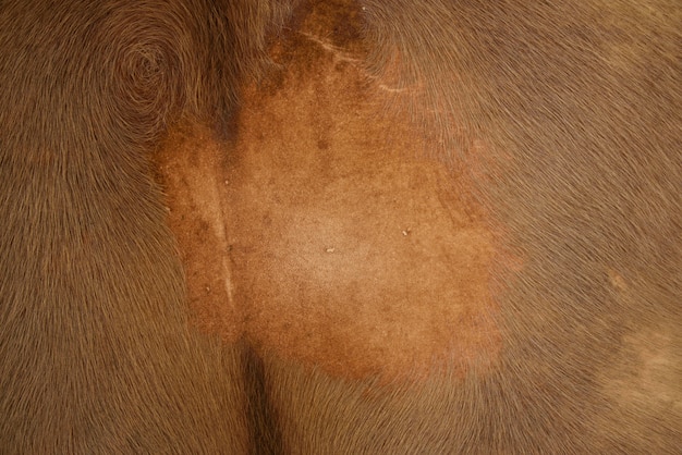 Cow leather texture and background