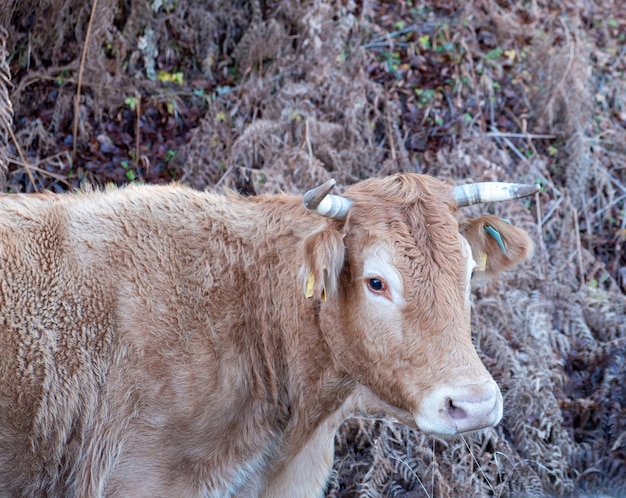 Cow looking at camera close up view Beige color horned cattle outdoors