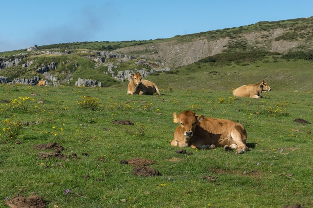 Cow lying in the green grass