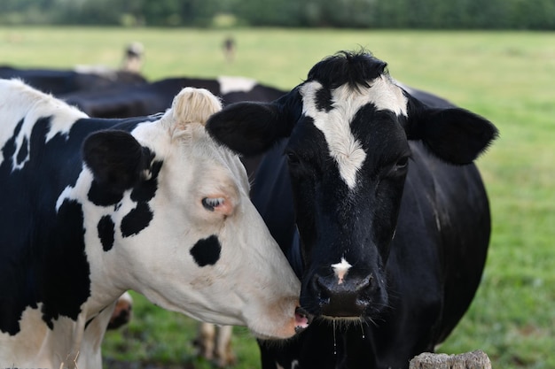 Photo cow at meadow beef cattle in green field cow in grassy pasture cow in the countryside cows graze on summer meadow rural landscapes with cows cows in a pasture