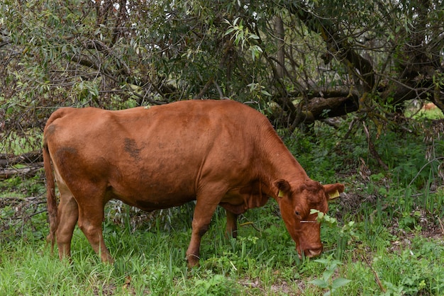 Cow in meadow. Rural. Cows grazing in the meadow.