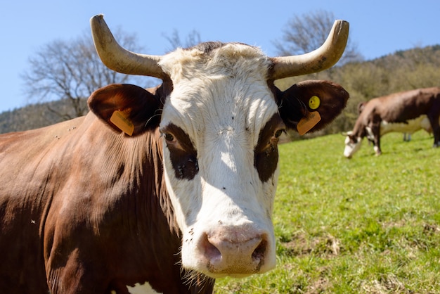 Cow in a meadow