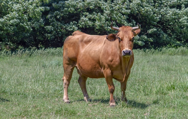 Cow in the meadow