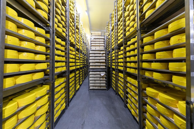 Cow milk cheese stored in a wooden shelves and left to mature wheels of cheese on the racks of a maturing storehouse Rows of cheese loafs maturing in a cellar