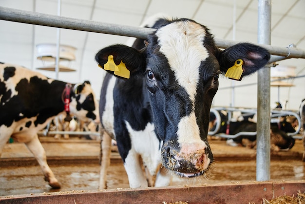 Cow Milk Industrial Automated Farm Cows in the paddock with tags on the ears eat hay and rest close up view