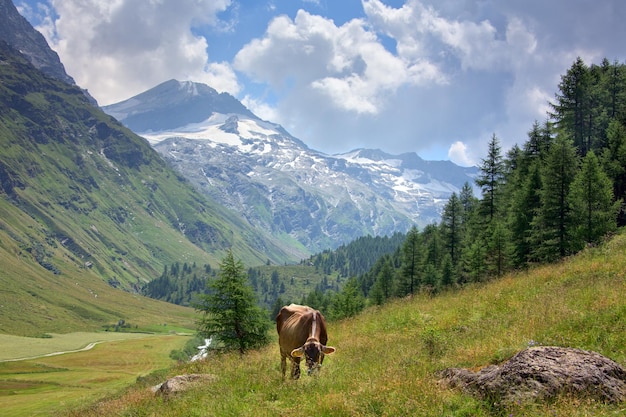 Cow on the mountain background