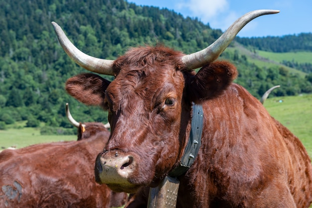 Cow In the mountain meadow, French Pyrenees, Bearn