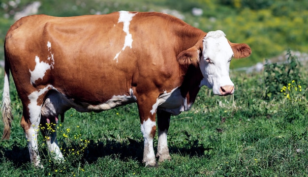 A cow in the mountains near lake Garda