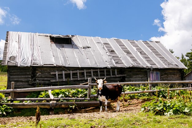 Cow near old wooden house in the mountains