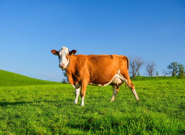 A cow in a pasture on a sunny day Agriculture in Switzerland Photo in high resolution