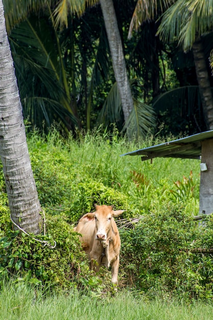 Cow posture at green farm beside coconut tree and wooden house