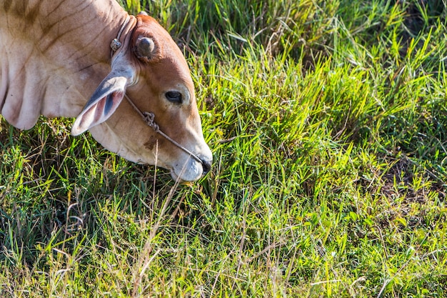 Cow in the rice farm eating, Thailand