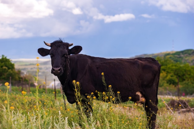 cow on the rural landscape with haystacks after rain