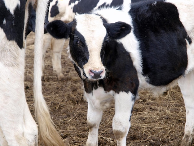 A cow's head with a white spot on it