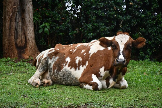 Photo cow sitting in a field