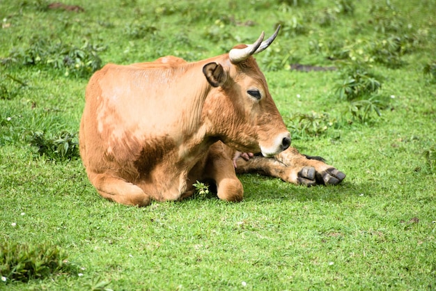 Cow sitting on grassy field