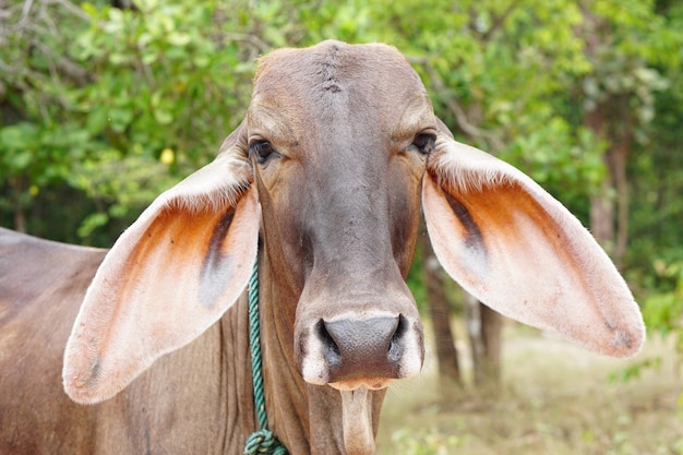 cow in the spanish cattle raising