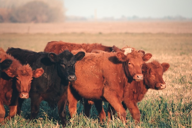 Cow standing on field