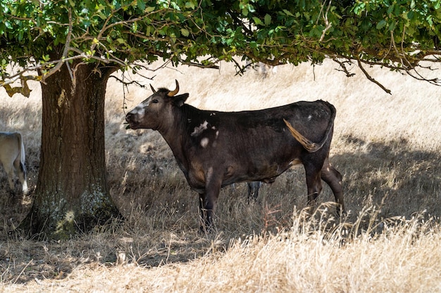 A cow stands under a tree in a field.