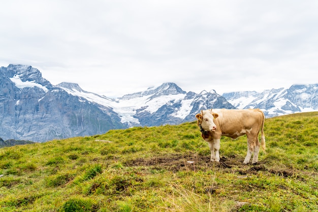 Cow in Switzerland Alps mountain Grindelwald First