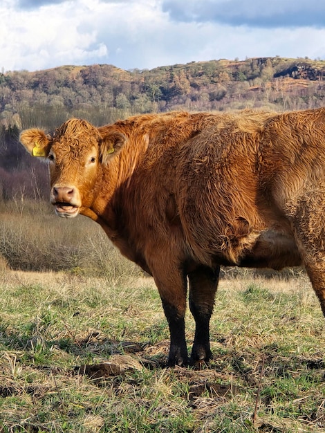 Photo a cow that is standing in some grass and rocks outside