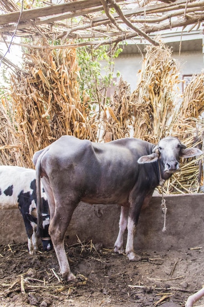 Cow in a traditional Egyptian village near Cairo, Egypt