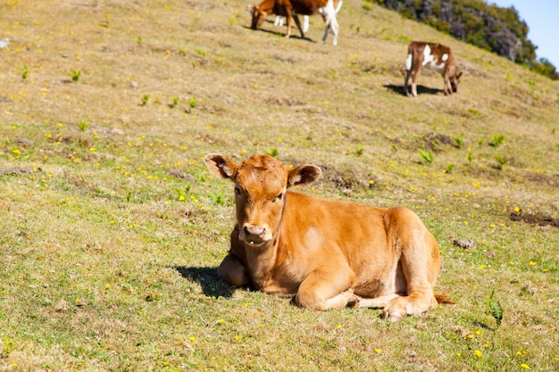 Cow and veal pasture in the mountains madeira