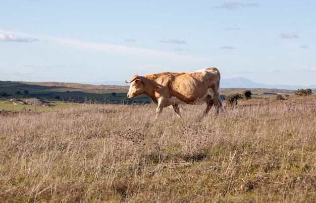 A cow walking in a meadow in the field where she is grazing