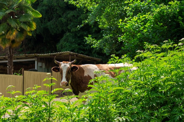 Cow walking in the village