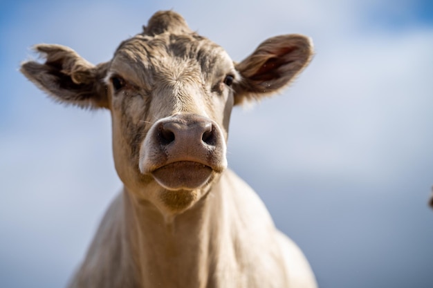 A cow with a blue sky behind it