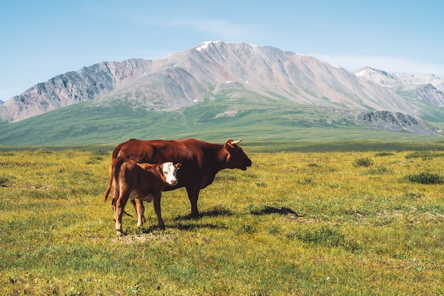 Cow with calf graze in grassland in valley against wonderful giant mountains in sunny day. 